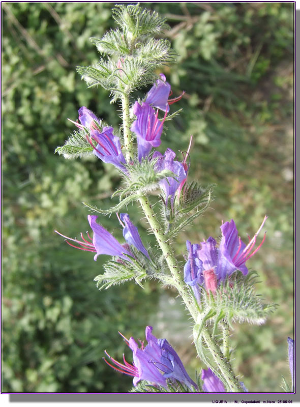 Echium vulgare / Erba viperina azzurra